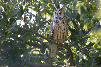 Long-eared Owl - Asio otus