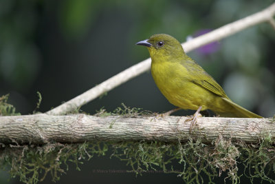 Olive-green Tanager - Orthogonys chloricterus