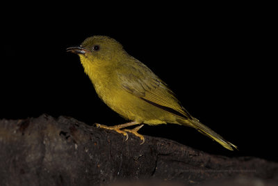 Olive-green Tanager - Orthogonys chloricterus