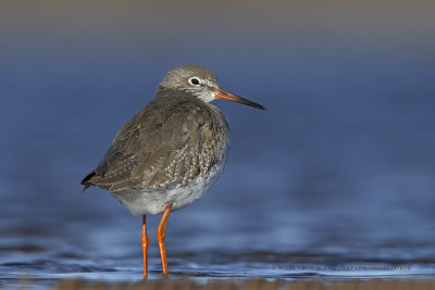 Redshank - Tringa totanus