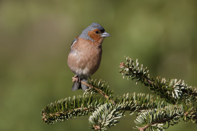 Chaffinch - Fringilla coelebs