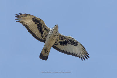 African Hawk Eagle - Haliaetus spilogaster