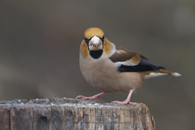 Hawfinch - Coccothraustes coccothraustes