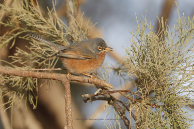 Tristram's Warbler - Sylvia deserticola