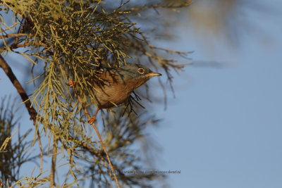 Tristram's Warbler - Sylvia deserticola