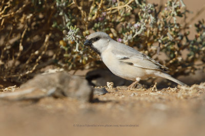 Desert Sparrow - Passer simplex