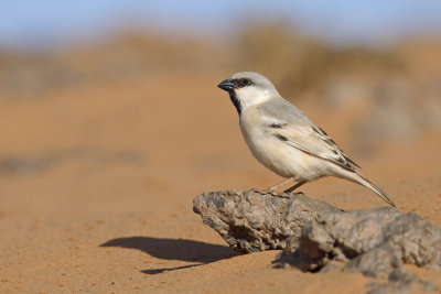 Desert Sparrow - Passer simplex