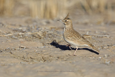 Maghreb lark - Galerida macrorhyncha