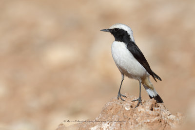 Maghreb Wheatear - Oenanthe halophila