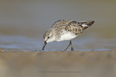 Little stint - Calidris minuta