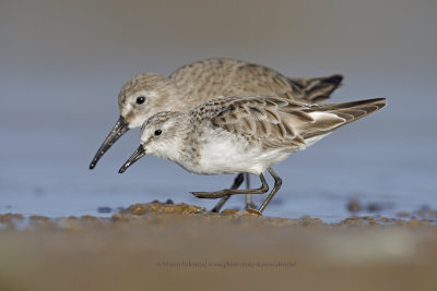 Little stint - Calidris minuta