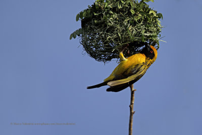 Village Weaver - Ploceus cucullatus