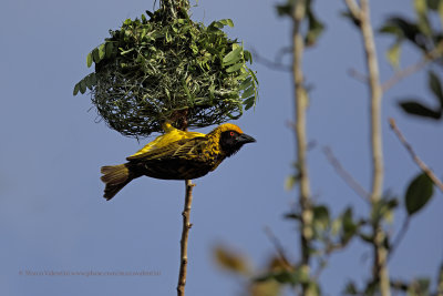 Village Weaver - Ploceus cucullatus