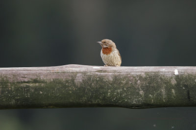 Red-throated Wryneck - Jynx ruficollis