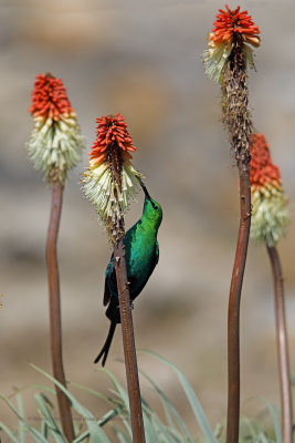 Malachite Sunbird - Nectarinia famosa