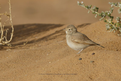 Bar-tailed lark - Ammomanes cinctura