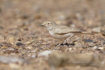 Bar-tailed lark - Ammomanes cinctura