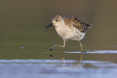 Ruff/Reeve - Philomachus pugnax