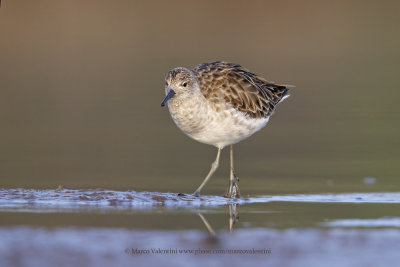 Ruff/Reeve - Philomachus pugnax