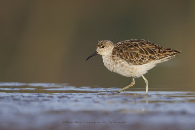 Ruff/Reeve - Philomachus pugnax