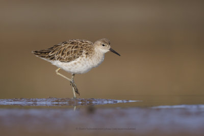 Ruff/Reeve - Philomachus pugnax