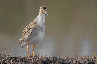 Ruff/Reeve - Philomachus pugnax