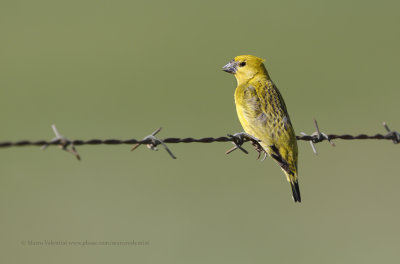 Cuckoo Finch - Anomalospiza imberbis