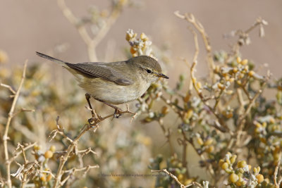 Chiffchaff - Phylloscopus collybita