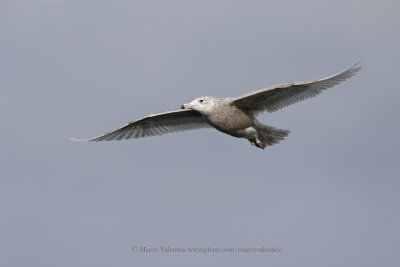 Glaucous Gull - Larus hyperboreus