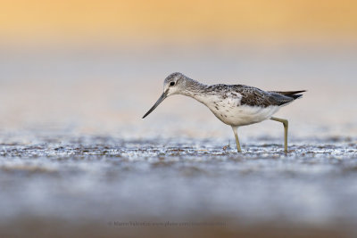 Greenshank - Tringa nebularia