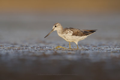 Greenshank - Tringa nebularia