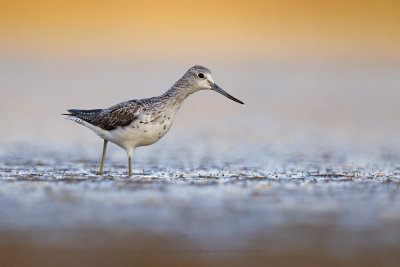 Greenshank - Tringa nebularia