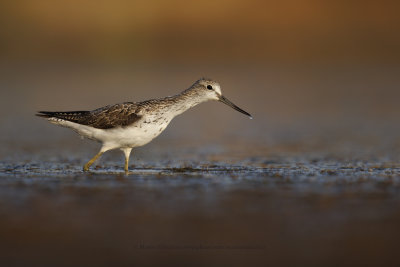 Greenshank - Tringa nebularia