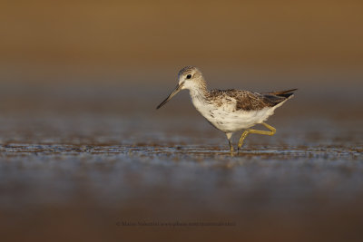 Greenshank - Tringa nebularia