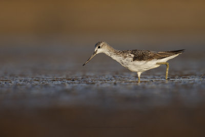 Greenshank - Tringa nebularia