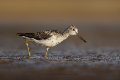 Greenshank - Tringa nebularia