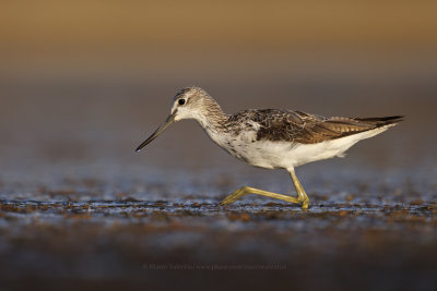 Greenshank - Tringa nebularia