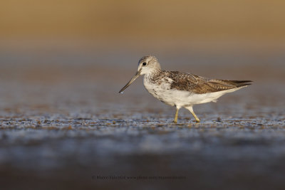 Greenshank - Tringa nebularia