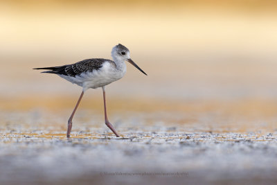 Black-winged stilt - Himantopus himantopus