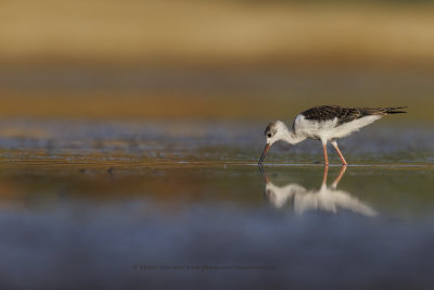 Black-winged stilt - Himantopus himantopus