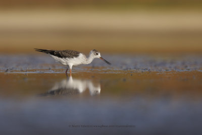 Black-winged stilt - Himantopus himantopus