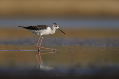 Black-winged stilt - Himantopus himantopus