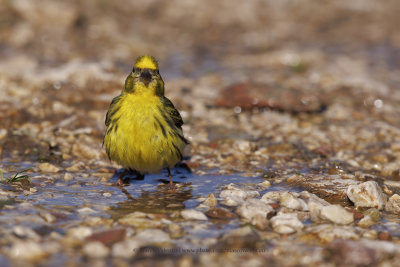 Serin - Serinus serinus