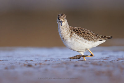 Ruff/Reeve - Philomachus pugnax