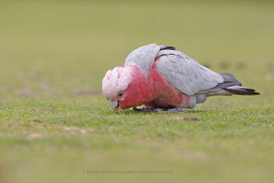 Galah - Eolophus roseicapilla