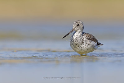 Greenshank - Tringa nebularia