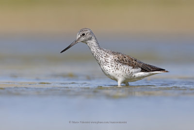 Greenshank - Tringa nebularia