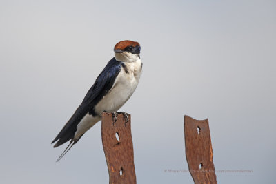 Wire-tailed Swallow - Hirundo smithii