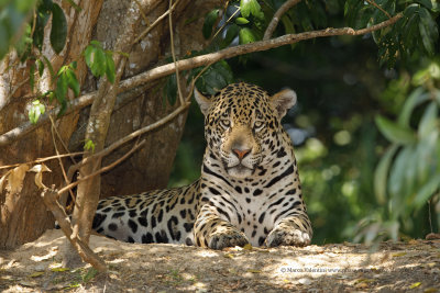 Jaguar - Panthera onca