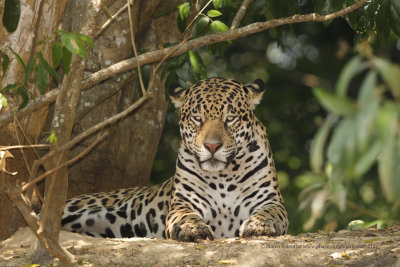 Jaguar - Panthera onca